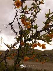 Berberis microphylla
