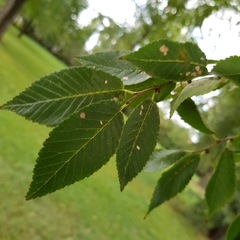 Ulmus pumila