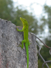 Anolis marmoratus
