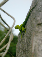Anolis marmoratus