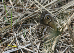 Pampasatyrus gyrtone