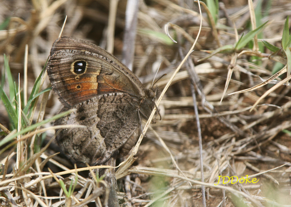 Pampasatyrus quies