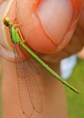 Enallagma antennatum