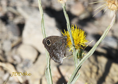 Pampasatyrus yacantoensis
