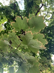 Acer platanoides