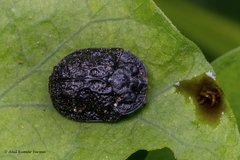 Laccoptera foveolata
