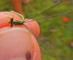 Enallagma antennatum