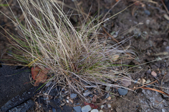 Festuca filiformis