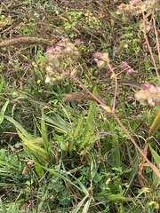 Mirabilis nyctaginea
