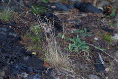 Festuca filiformis