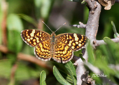 Phystis simois variegata