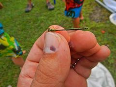 Enallagma antennatum