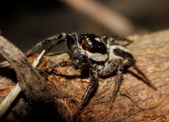 Leptofreya ambigua
