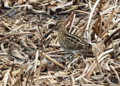 Gallinago paraguaiae