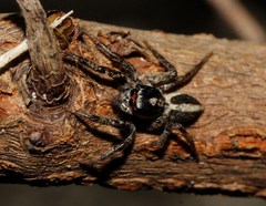 Leptofreya ambigua