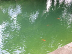 Amphilophus citrinellus