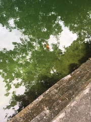 Amphilophus citrinellus