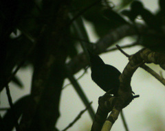 Melanerpes herminieri