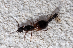 Camponotus nylanderi