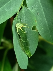 Polyura hebe plautus