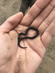 Diadophis punctatus stictogenys