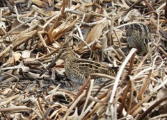 Gallinago paraguaiae