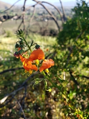 Alonsoa meridionalis