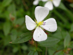 Pterolepis glomerata