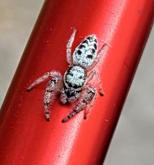 Metaphidippus siticulosus