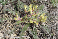 Astragalus utriger