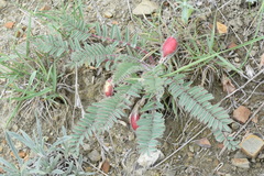 Astragalus utriger