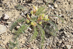 Astragalus utriger