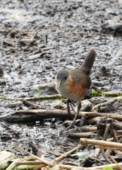 Laterallus melanophaius