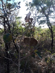 Aspidosperma macrocarpon