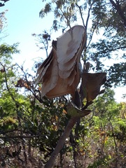 Aspidosperma macrocarpon