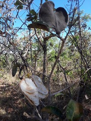 Aspidosperma macrocarpon
