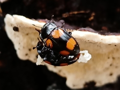 Aulacocheilus doriae