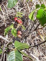 Cordiera concolor