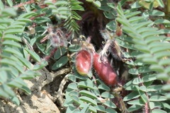 Astragalus utriger