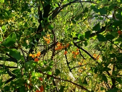 Alonsoa meridionalis