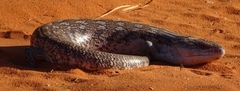 Tiliqua scincoides intermedia