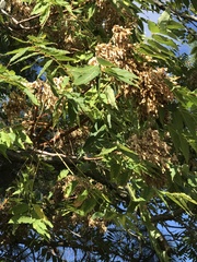 Ailanthus altissima