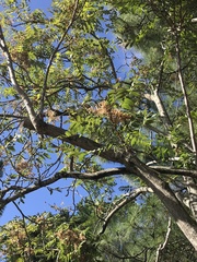 Ailanthus altissima