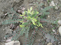 Astragalus utriger