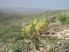 Astragalus utriger