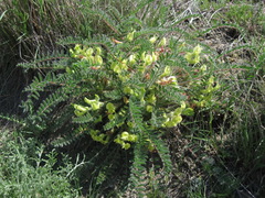 Astragalus utriger