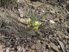 Astragalus utriger