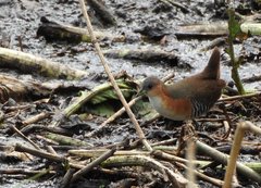 Laterallus melanophaius