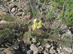 Astragalus utriger