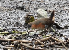 Laterallus melanophaius